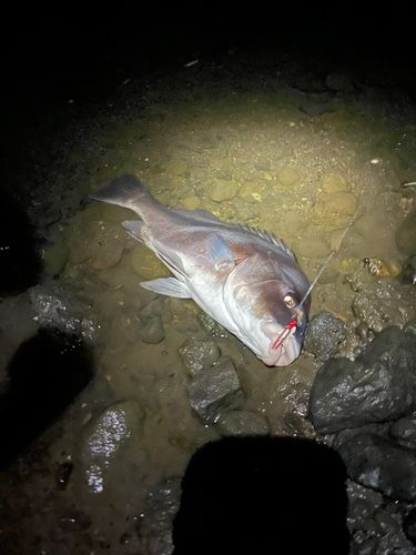 コショウダイの釣果
