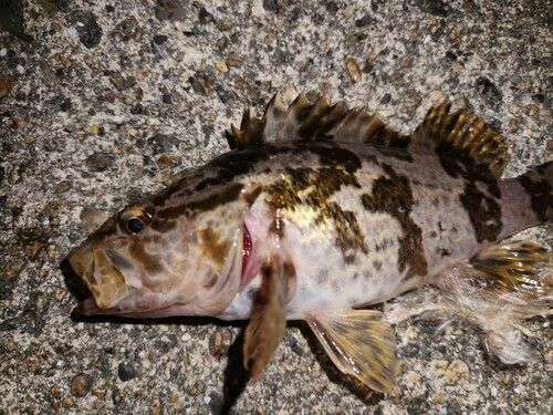 タケノコメバルの釣果