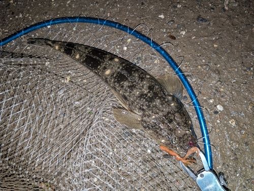 マゴチの釣果