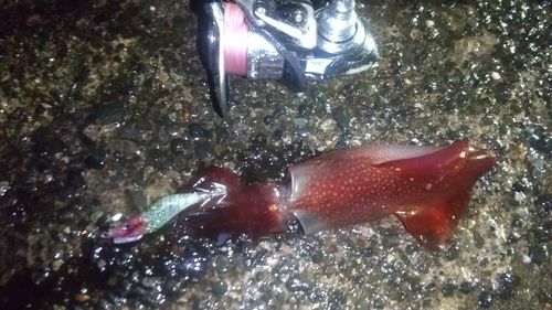ケンサキイカの釣果
