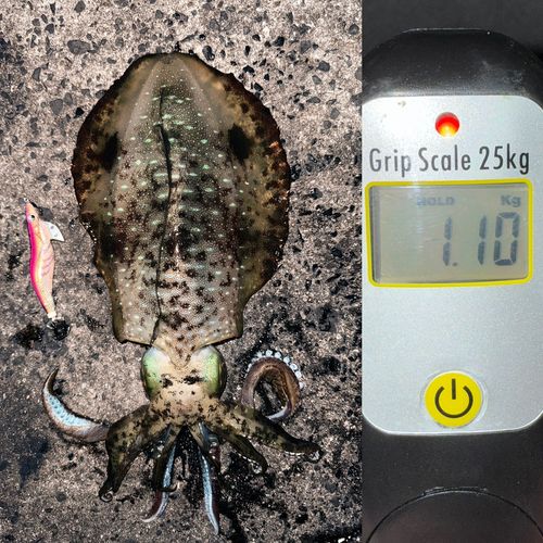 アオリイカの釣果