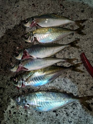 マアジの釣果