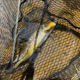 ブラウントラウト