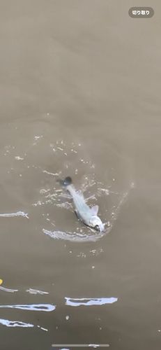 セイゴ（タイリクスズキ）の釣果