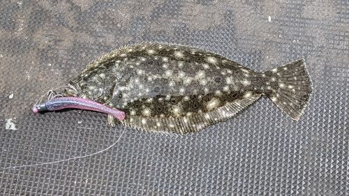 ソゲの釣果