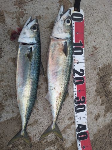 サバの釣果