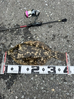 ナメタガレイの釣果