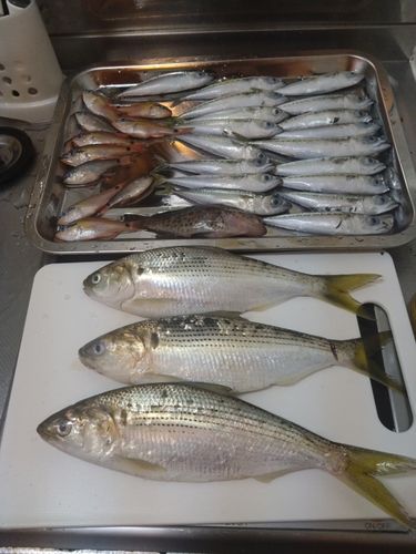 サバの釣果