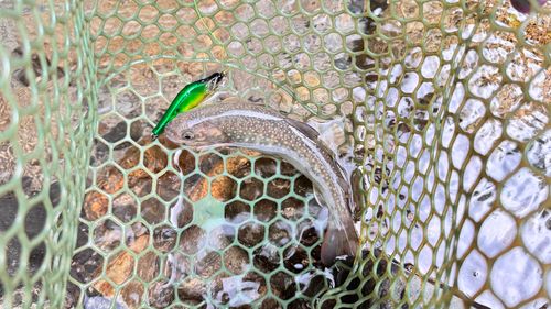 イワナの釣果