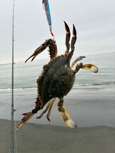 ワタリガニの釣果