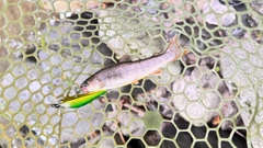 イワナの釣果