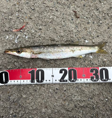 アカカマスの釣果