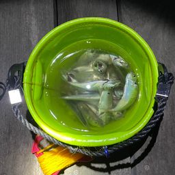 アジ