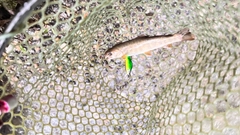 イワナの釣果