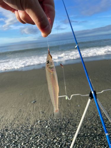 シロギスの釣果