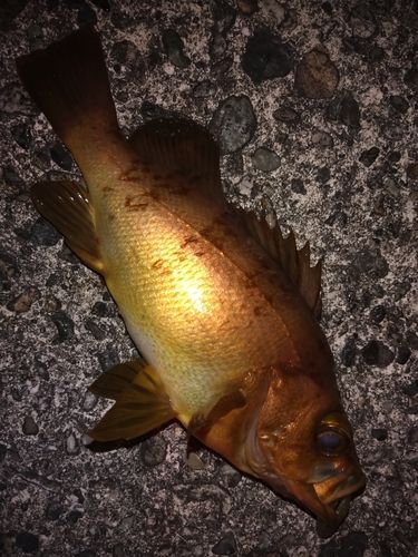 アカメバルの釣果