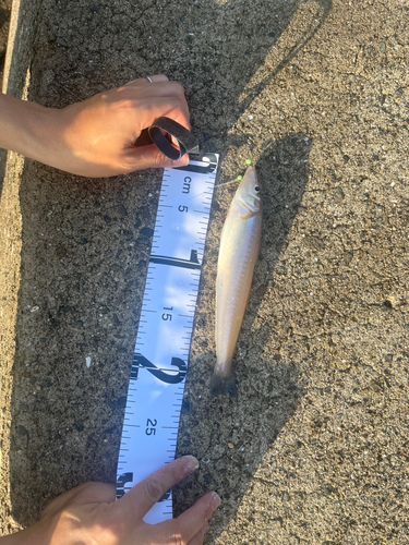 キスの釣果