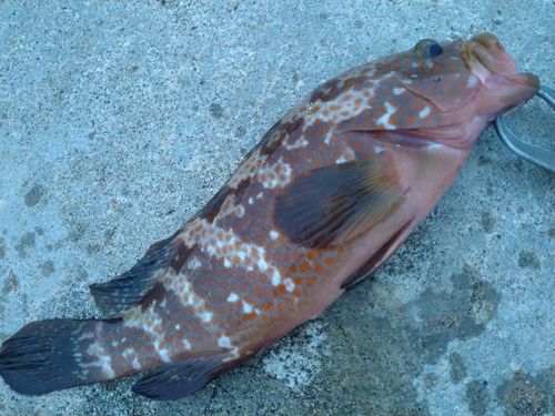 キジハタの釣果