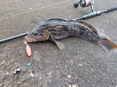 アイナメの釣果
