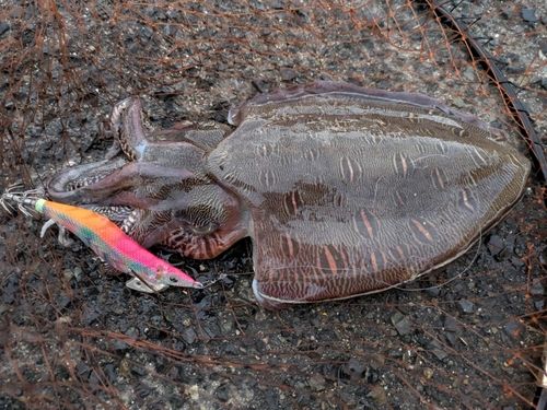 モンゴウイカの釣果