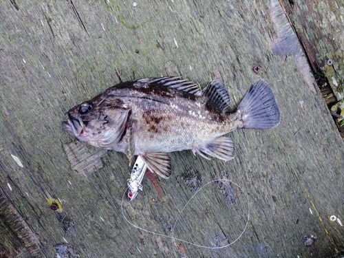 クロソイの釣果