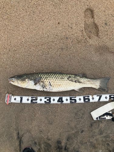 メナダの釣果