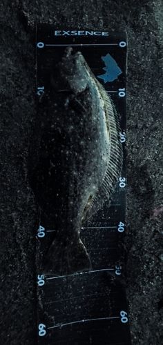 ヒラメの釣果