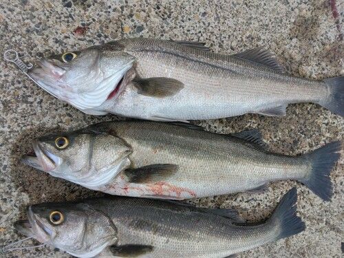 シーバスの釣果