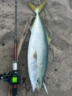 イナダの釣果