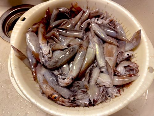 イカの釣果