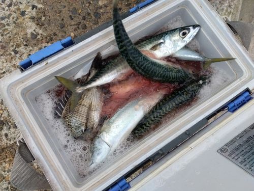 サバの釣果