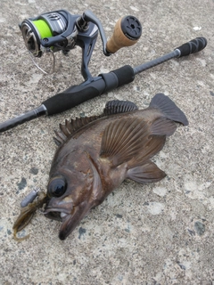 クロメバルの釣果
