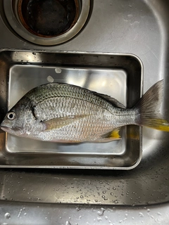 キビレの釣果