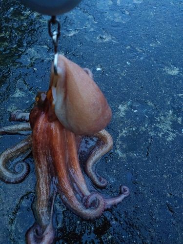 タコの釣果