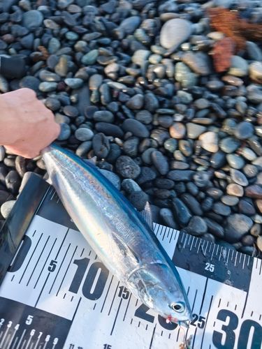ソウダガツオの釣果