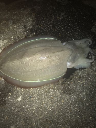 モンゴウイカの釣果