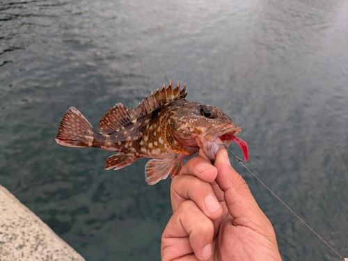ガシラの釣果