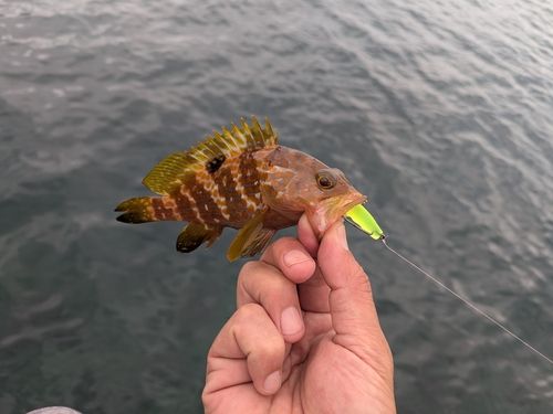 アコウの釣果