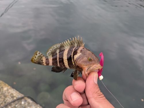 アオハタの釣果