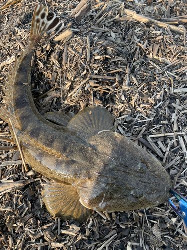 マゴチの釣果