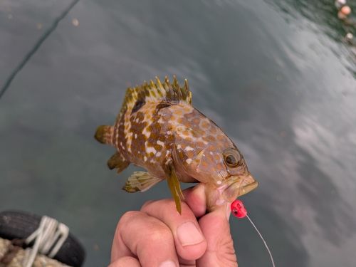アコウの釣果