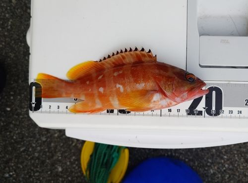 アカハタの釣果