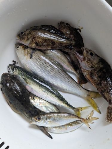 アジの釣果