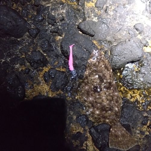 ヒラメの釣果