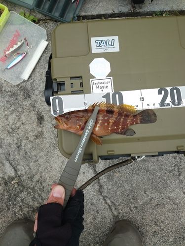 アコウの釣果