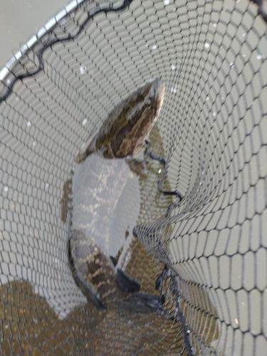 ライギョの釣果