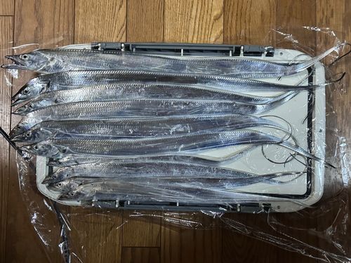 タチウオの釣果