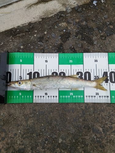 カマスの釣果