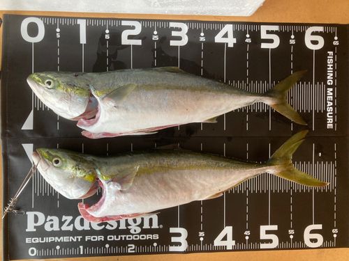 イナダの釣果