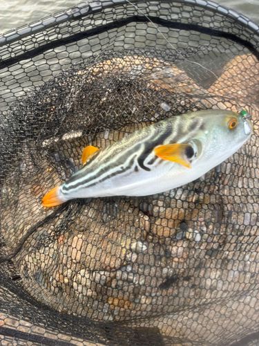 シマフグの釣果